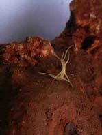 El descubrimiento de 
Gollumjapyx smeagol, un 
enigmático animal cavernícola